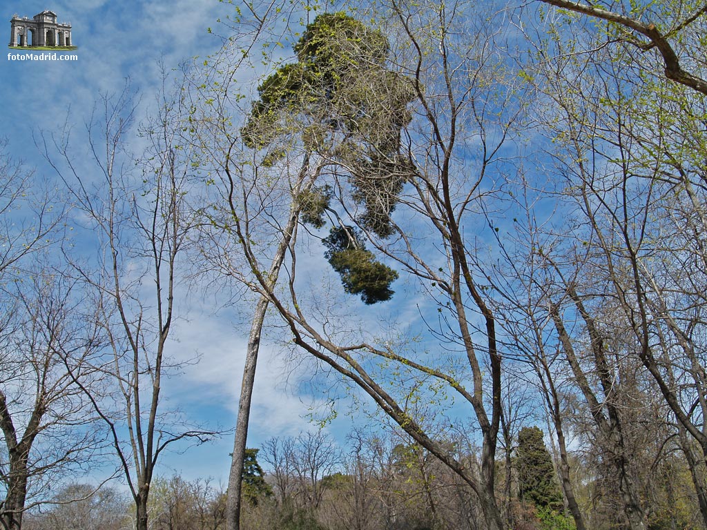 �rboles en El Retiro